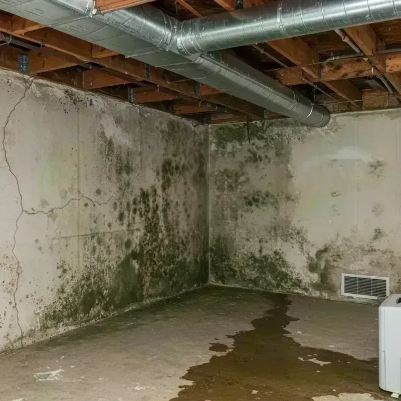 Professional Mold Removal in Breathitt County, KY